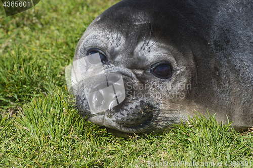 Image of Elephant Seal close up resting