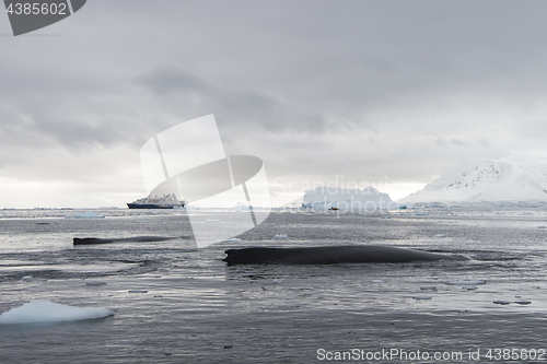 Image of Humpback Whale logging