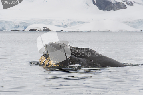 Image of Humpback Whale feeding krill