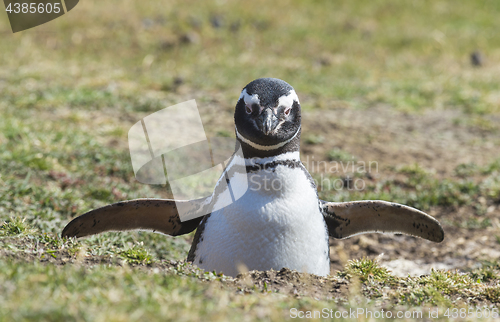 Image of Magellanic Penguin at the nest