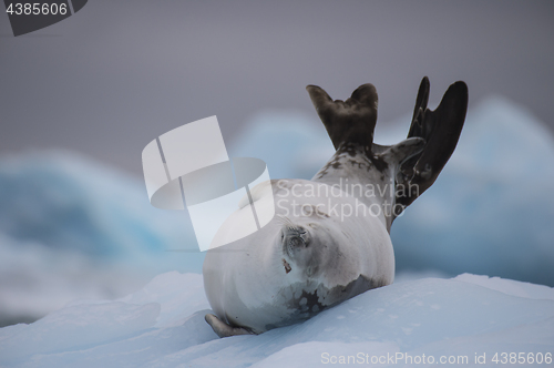 Image of Crabeater seal on ice flow, Antarctica