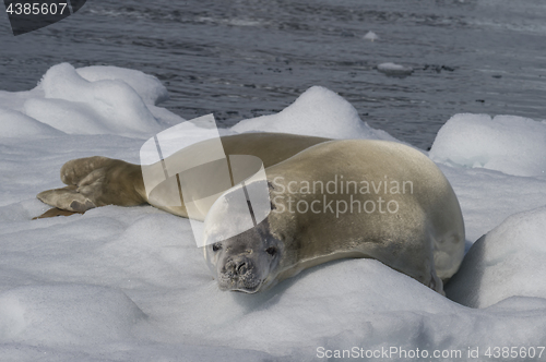 Image of Crabeater seal on ice flow, Antarctica