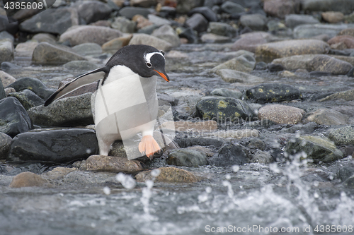 Image of Gentoo Penguin on the beach