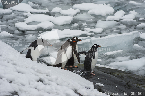 Image of Gentoo Penguin on the beach