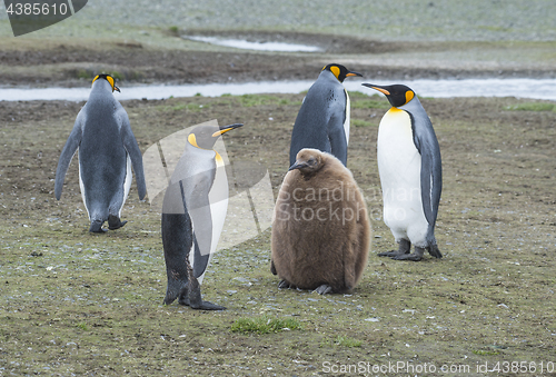 Image of King Penguins with chick