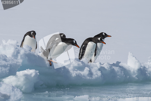 Image of Gentoo Penguins on the ice
