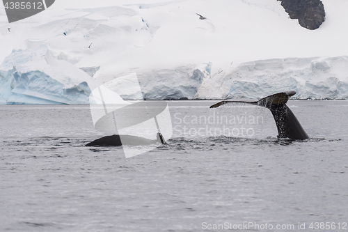 Image of Humpback Whale feeding krill