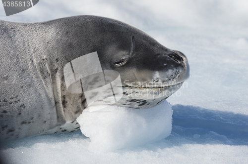 Image of Head shot of a Leopard seal on an ice