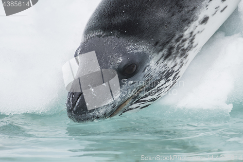 Image of Head shot of a Leopard seal on an ice