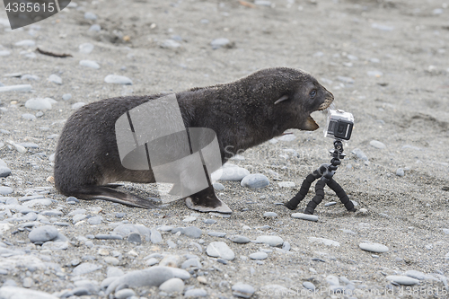 Image of Antarctic fur seal pup close up with camera