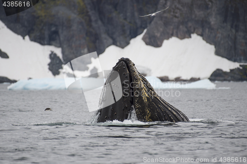 Image of Humpback Whale feeding krill