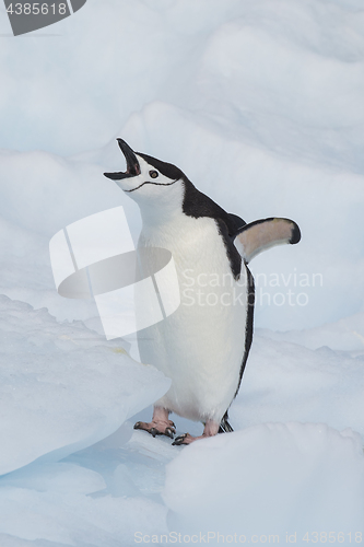 Image of Chinstrap Penguin on the ice