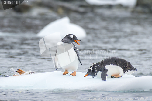 Image of Gentoo Penguins on the ice