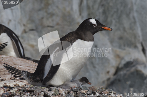 Image of Gentoo Penguin with chick