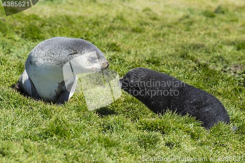 Image of Antarctic fur seals pup close up in grass