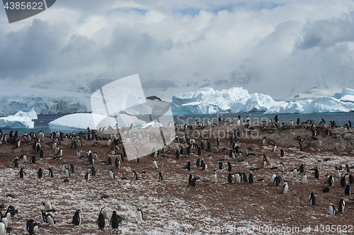 Image of Gentoo Penguin on the nest