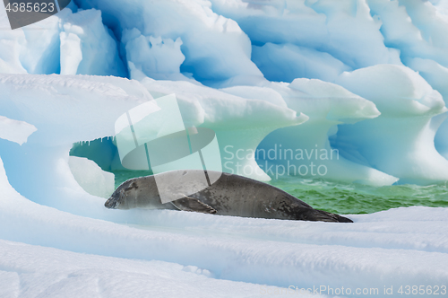 Image of Crabeater seal on ice flow, Antarctica