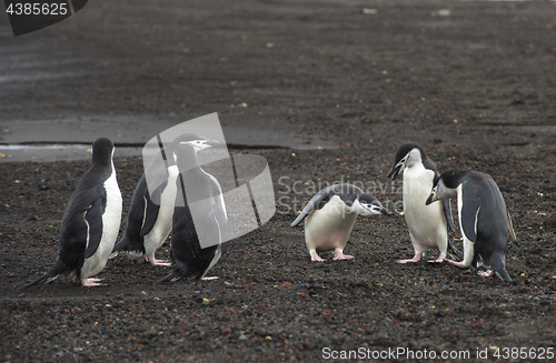 Image of Chinstrap Penguins on the beach