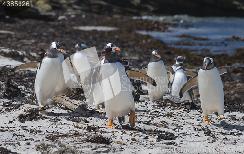 Image of Gentoo Penguin on the beach