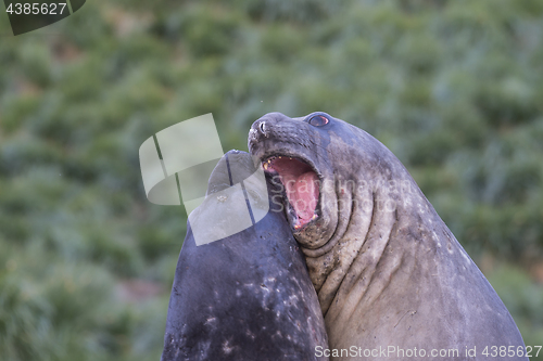 Image of Elephant Seals Play Wrestling Biting