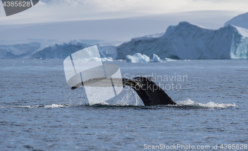 Image of Humpback Whale tail