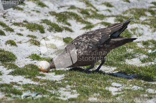 Image of Brown Skua with egg