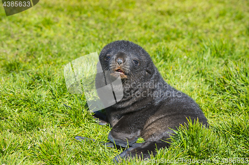 Image of Antarctic fur seal pup close up in grass