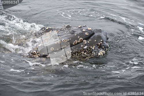 Image of Humpback Whale close up