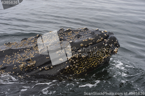 Image of Humpback Whale close up