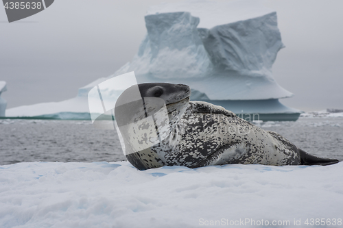 Image of Leopard seal on an ice flow
