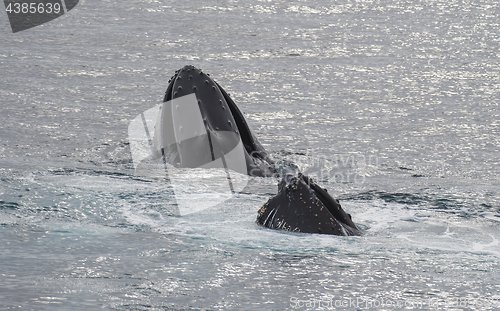 Image of Humpback Whale feeding krill