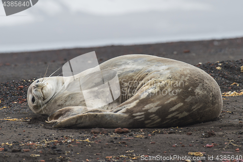 Image of Weddell Seal laying on the beach