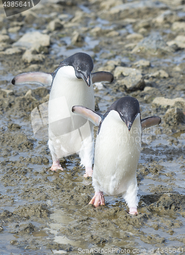 Image of Adelie Penguins walk along beach