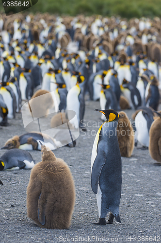 Image of King Penguins colony Gold Harbour