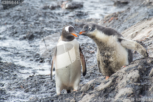 Image of Gentoo Penguin with chick