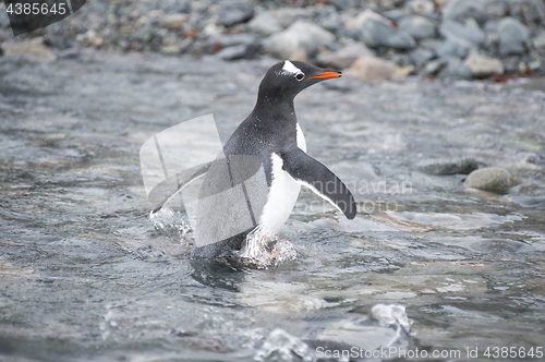 Image of Gentoo Penguin on the beach