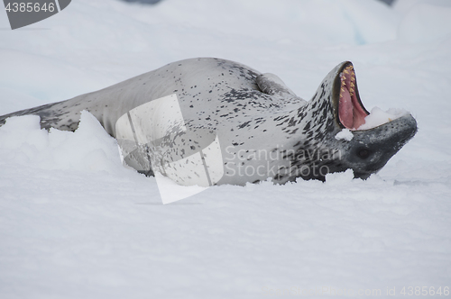 Image of Leopard seal resting on an ice