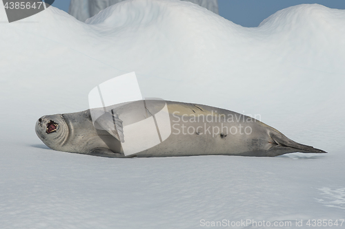 Image of Crabeater seal on ice flow, Antarctica