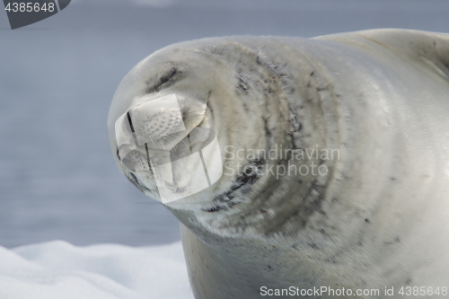 Image of Crabeater seal on ice flow, Antarctica