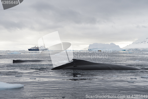 Image of Humpback Whale logging