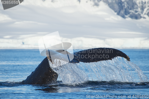 Image of Humpback Whale tail