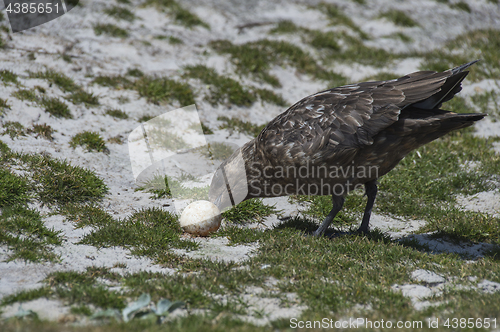 Image of Brown Skua with egg