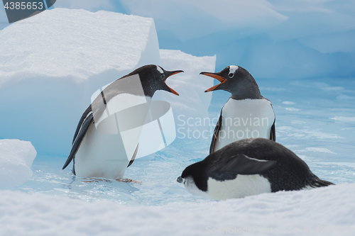 Image of Gentoo Penguins on the ice