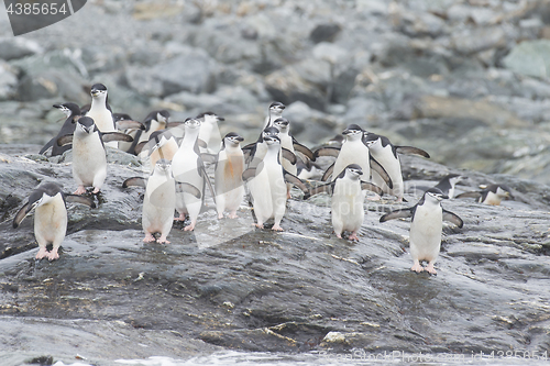 Image of Chinstrap Penguins on the beach