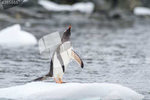 Image of Gentoo Penguins on the ice