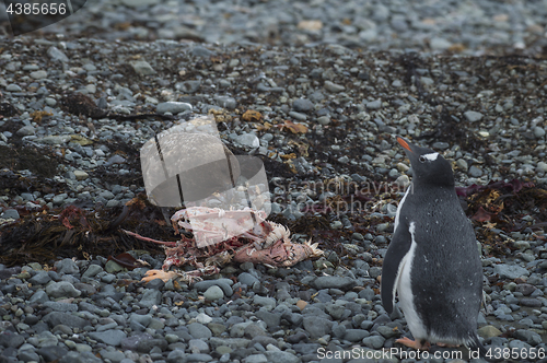 Image of Gentoo Penguin with Brown Skua