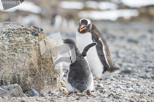 Image of Gentoo Penguin with chick