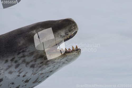 Image of Head shot of a Leopard seal on an ice