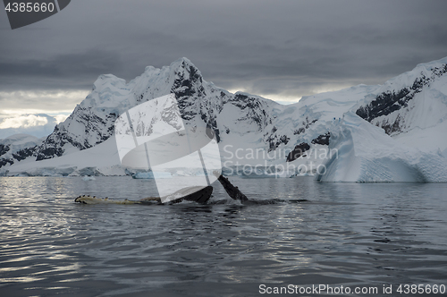 Image of Humpback Whale feeding krill