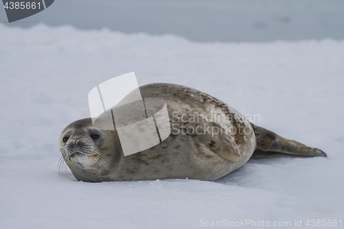 Image of Weddell Seal laying on the ice